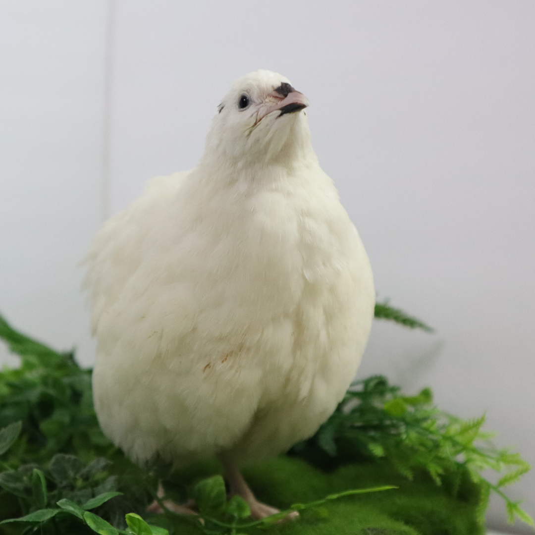 Jumbo White Coturnix Hatching Eggs - Premium Quail Eggs for Hatching - Perfect for Homesteaders, Breeders, Hobbyists - Freshly Collected for High Hatch Rates by Quailz.com by Undique LLC