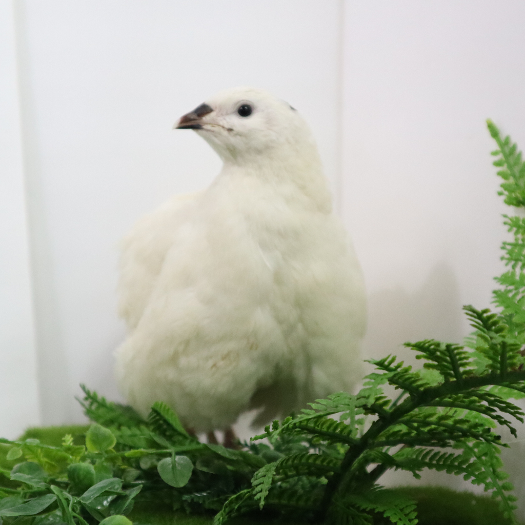 Jumbo White Coturnix Hatching Eggs - Premium Quail Eggs for Hatching - Perfect for Homesteaders, Breeders, Hobbyists - Freshly Collected for High Hatch Rates by Quailz.com by Undique LLC