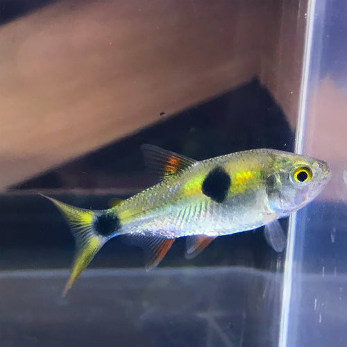 Bucktooth Tetra (Exodon paradoxus) by Danaqua Live Fish & More