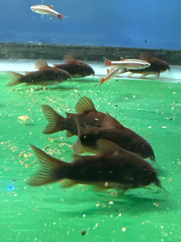 Black Venezuela Cory Catfish (Corydoras schultzei), Tank-Bred by Danaqua Live Fish & More