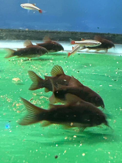 Black Venezuela Cory Catfish (Corydoras schultzei), Tank-Bred by Danaqua Live Fish & More
