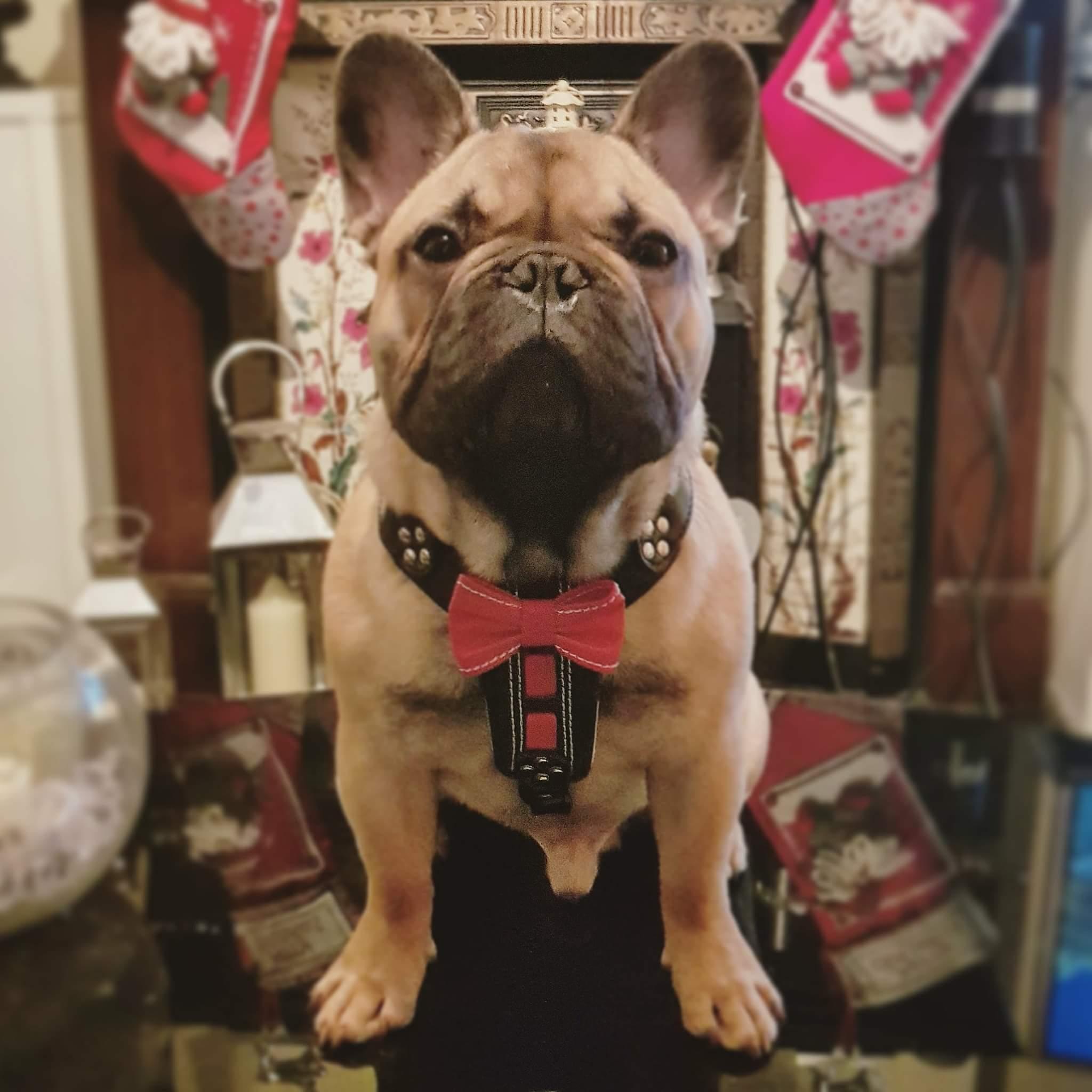The "Bowtie" handmade leather harness black Small to Medium Size by Bestia Dog Gear