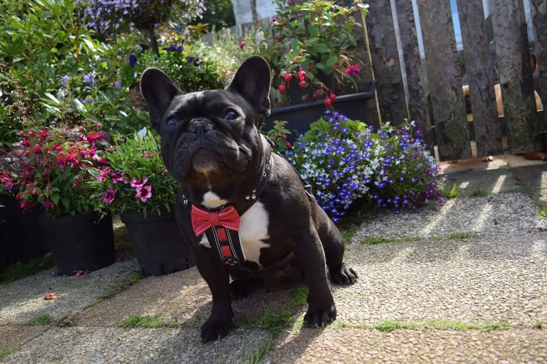 The "Bowtie" handmade leather harness black Small to Medium Size by Bestia Dog Gear