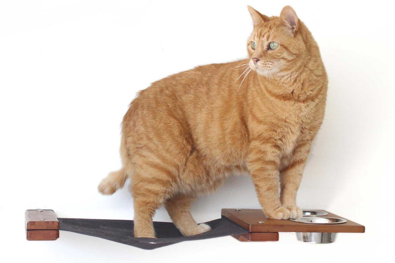 Dog Proof Cat Feeder - Wall-Mounted - Raised by Catastrophic Creations