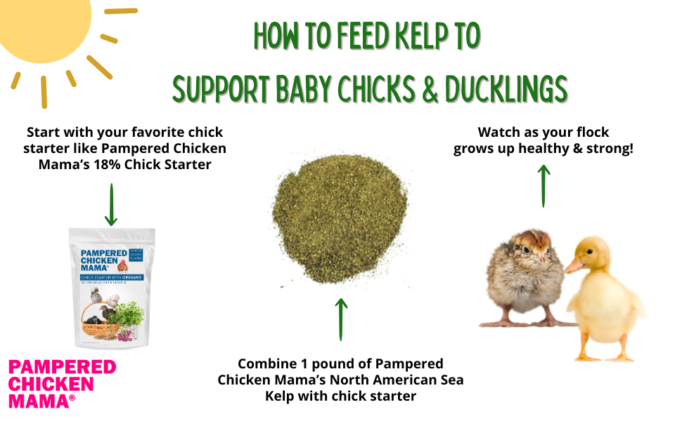 North Atlantic Kelp For Extra Vitamins, Minerals, & Amino Acids For Pet Chickens & Ducks by Dahlia Pets