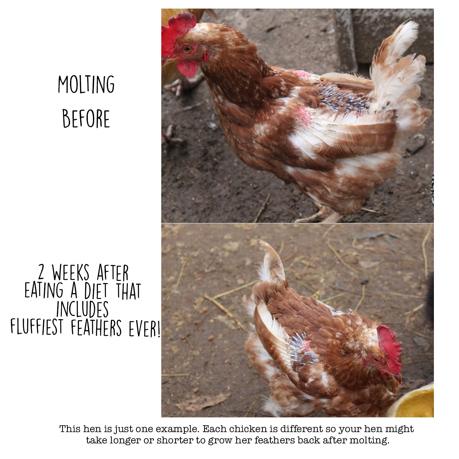 Fluffiest Feathers Ever! Chicken Feed Supplement For Great Feathers by Dahlia Pets