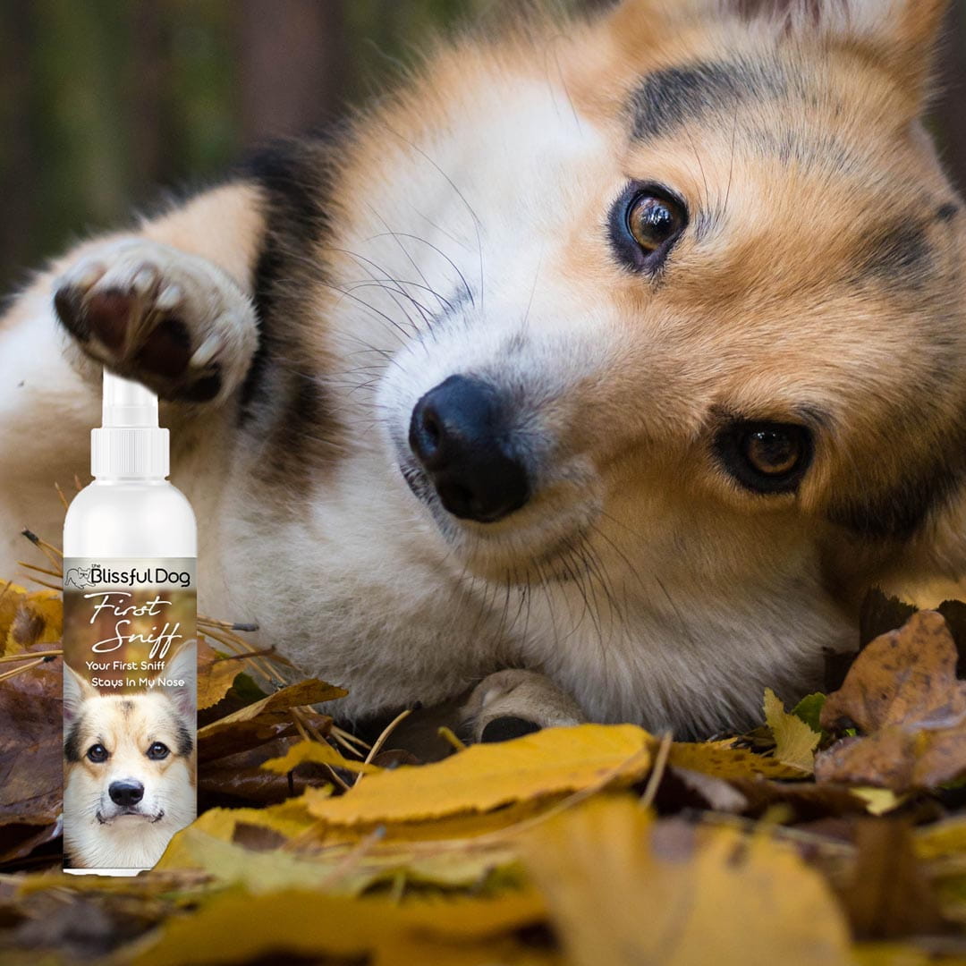 First Sniff Dog Cologne - Your First Sniff Stays on My Mind by The Blissful Dog