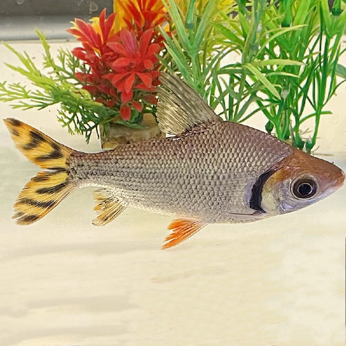 Flagtail Prochilodus by Danaqua Live Fish & More