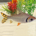 Flagtail Prochilodus by Danaqua Live Fish & More
