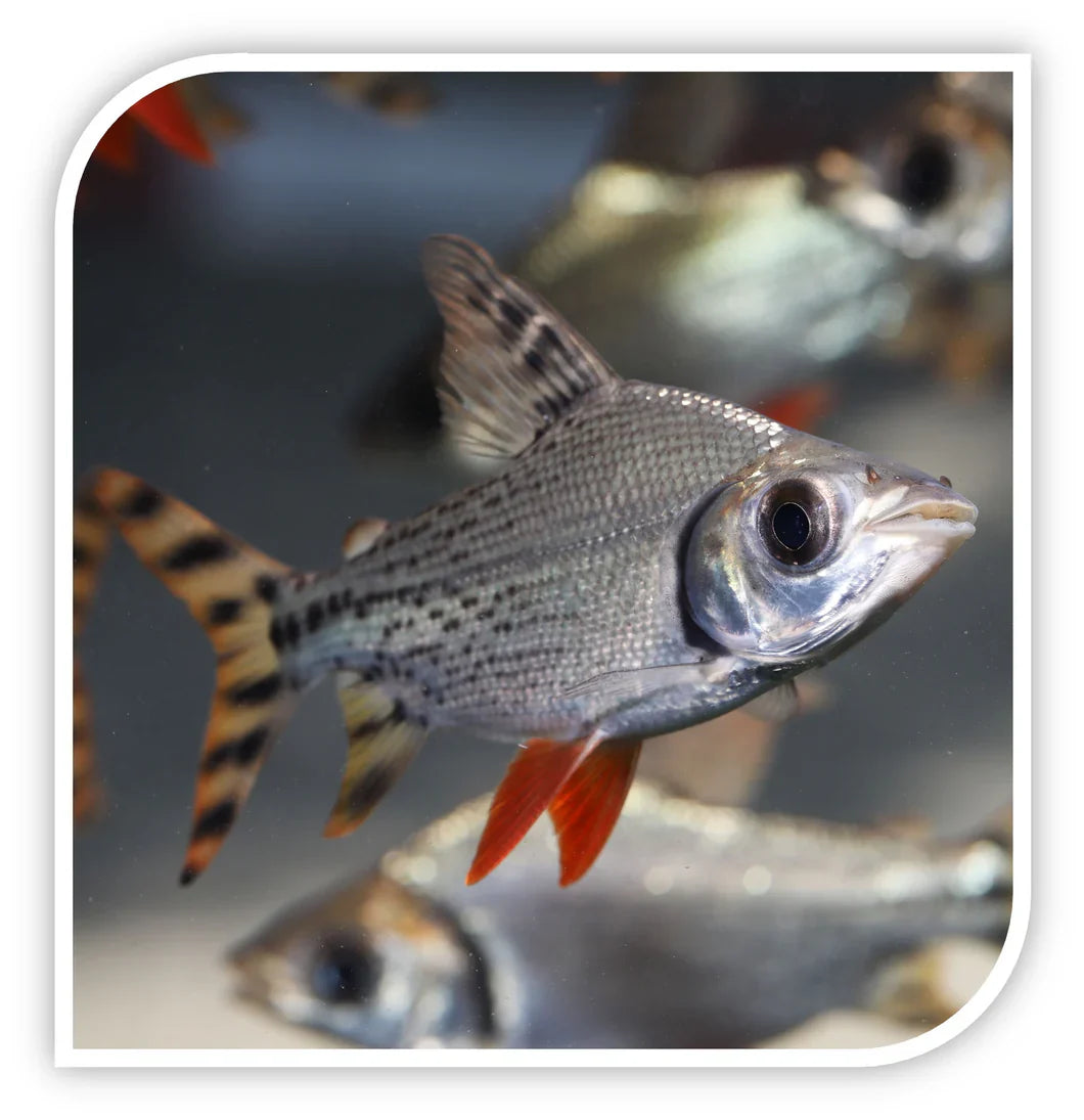 Flagtail Prochilodus by Danaqua Live Fish & More