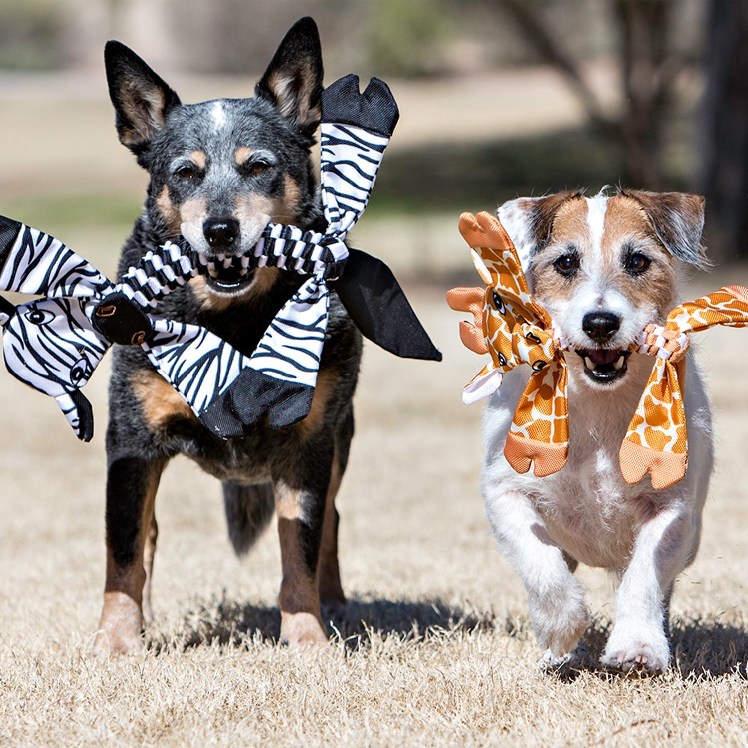 Flatheads by Jolly Pets