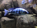 Rostratus Cichlid by Danaqua Live Fish & More