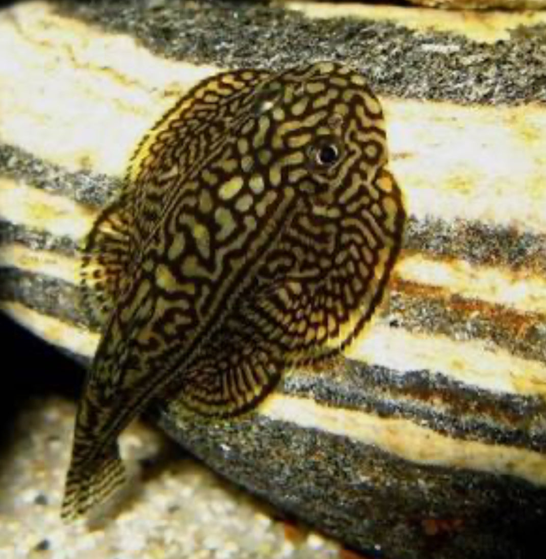 Hill Stream Loach by Danaqua Live Fish & More