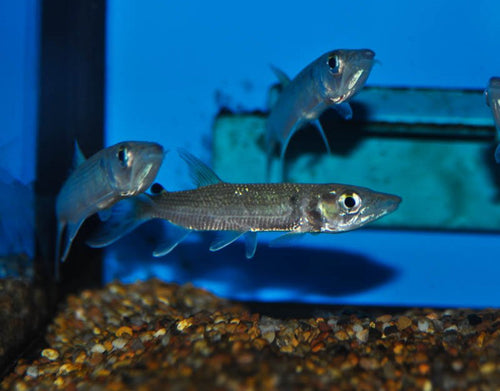 African Pike (Hepsetus odoe) by Danaqua Live Fish & More
