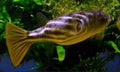 Fahaka Puffer Fish (Tetraodon Lineatus) 5”-6” by Danaqua Live Fish & More
