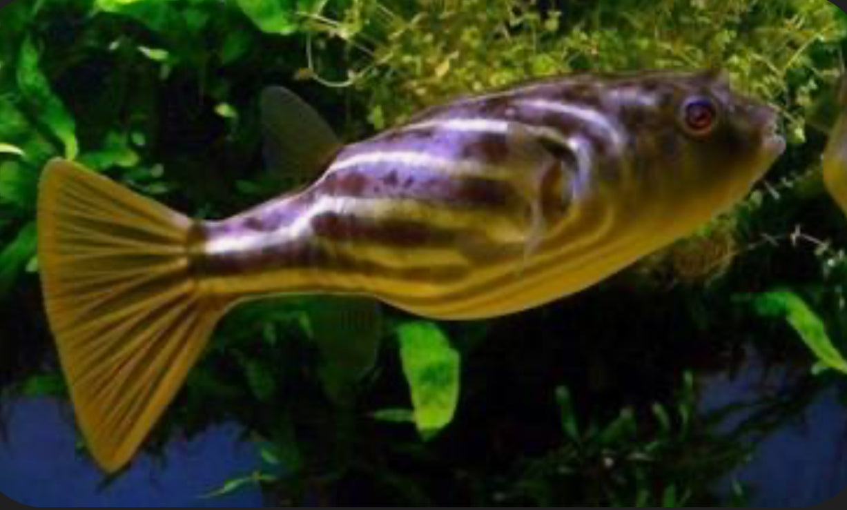 Fahaka Puffer Fish (Tetraodon Lineatus) 5”-6” by Danaqua Live Fish & More