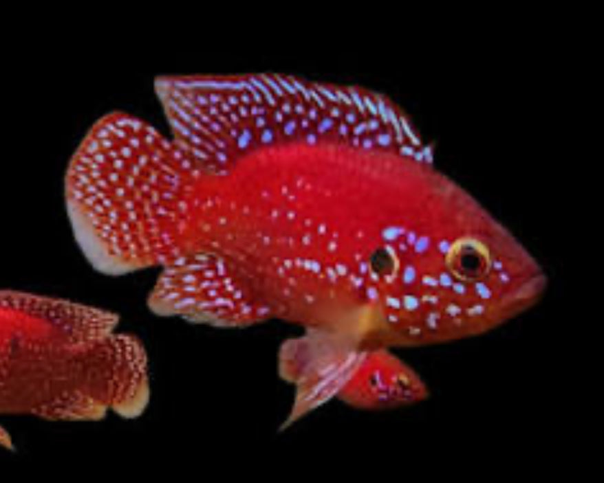 Turkana Jewel Cichlid (Rubricatochromis exsul) by Danaqua Live Fish & More