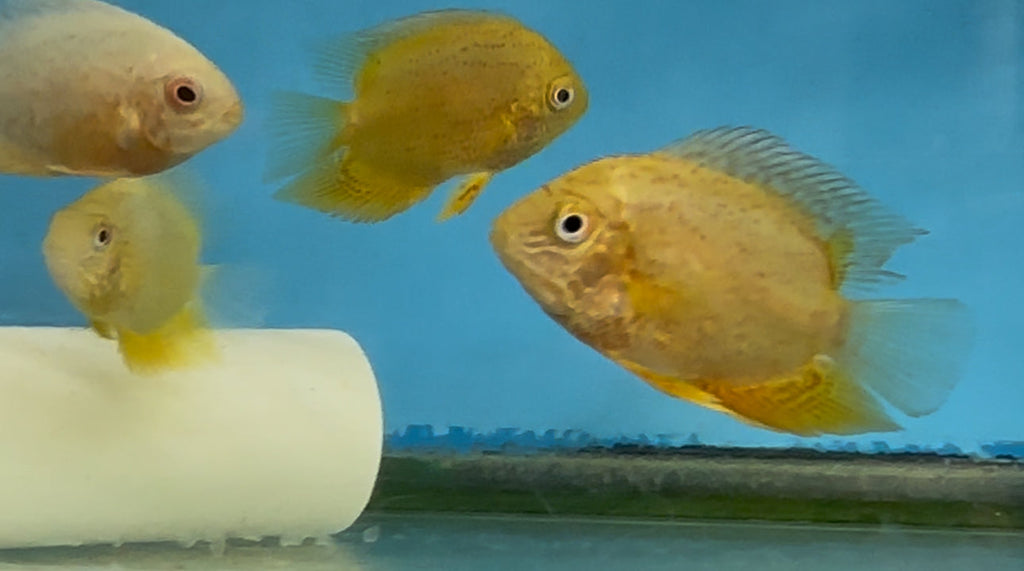 Red Spot Gold Severum (Heros cf. efasciatus) by Danaqua Live Fish & More
