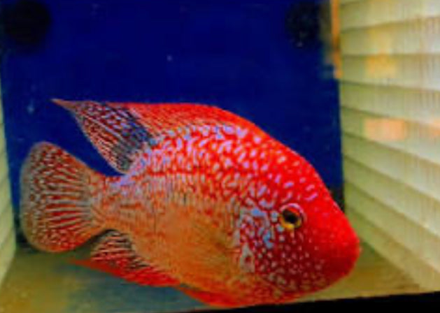 RED TEXAS CICHLID (HERICHTHYS CYANOGUTTATUS SP) by Danaqua Live Fish & More
