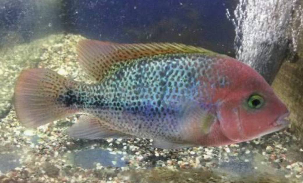 Fenestratus Cichlid (Vieja fenestrata) by Danaqua Live Fish & More