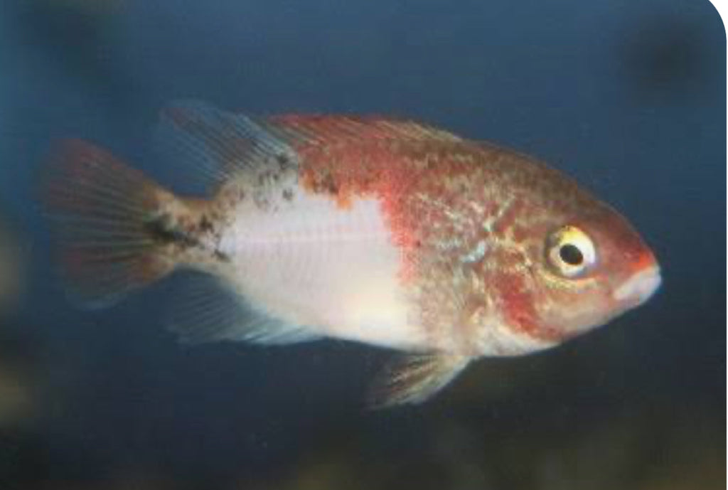 Fenestratus Cichlid (Vieja fenestrata) by Danaqua Live Fish & More