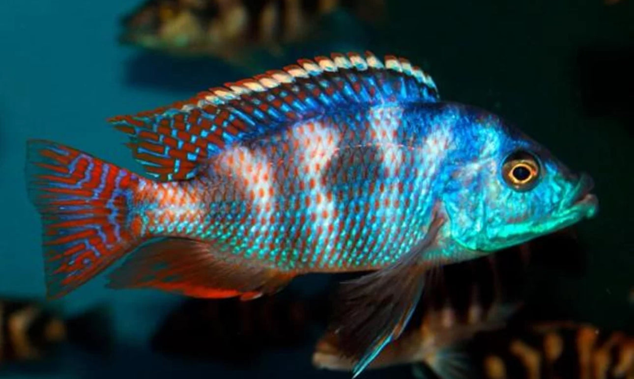 Placidochromis milomo VC-10 2" by Danaqua Live Fish & More