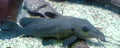 Girafee Nose Catfish 3"-4" by Danaqua Live Fish & More