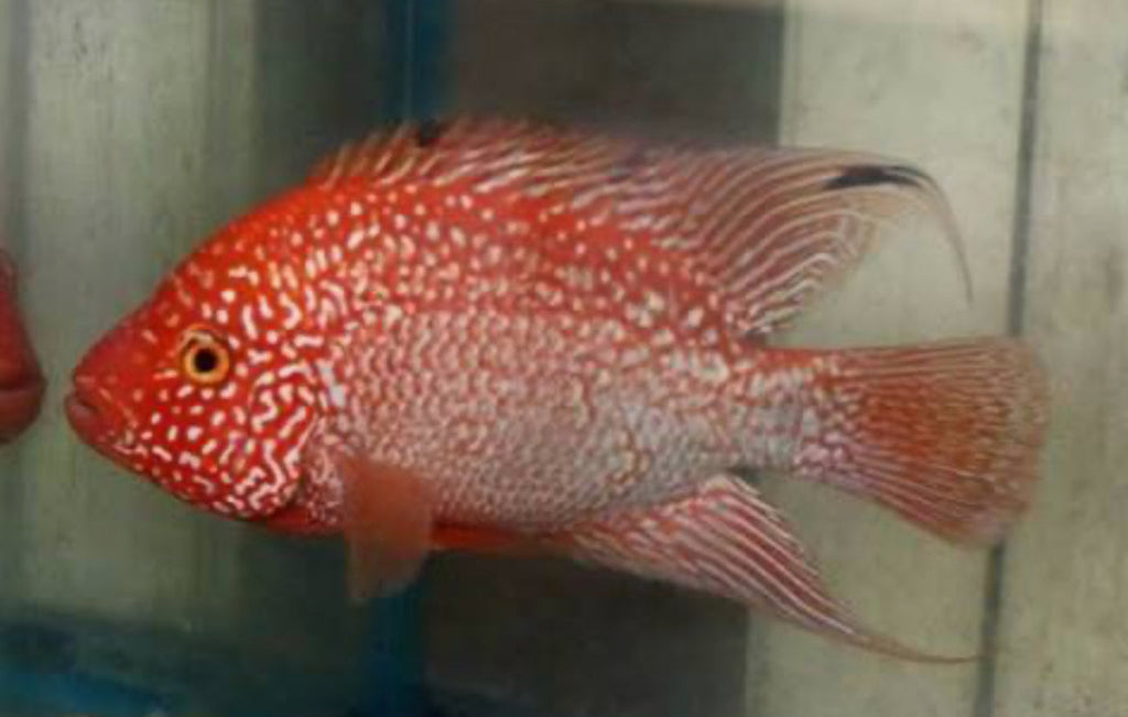 RED TEXAS CICHLID (HERICHTHYS CYANOGUTTATUS SP) by Danaqua Live Fish & More