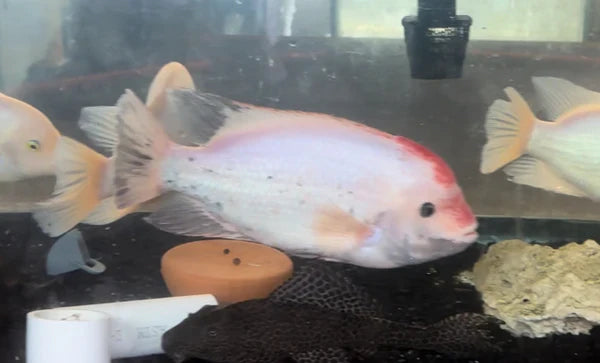 Fenestratus Cichlid (Vieja fenestrata) by Danaqua Live Fish & More