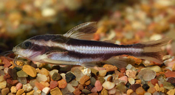 Striped Raphael Cat by Danaqua Live Fish & More