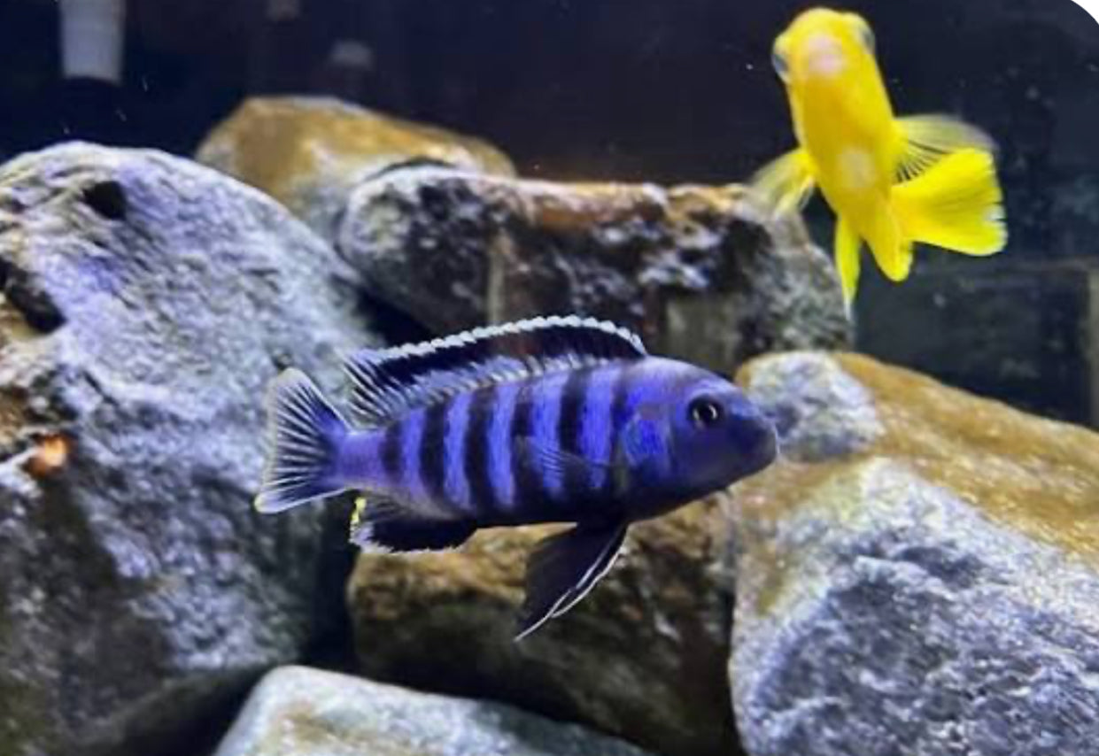 Chindongo saulosi Mbuna German Blood (Juveniles 2"+) by Danaqua Live Fish & More