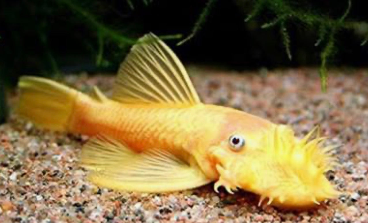 Bushynose Pleco (Bristlenose Plecostomus) MEDIUM by Danaqua Live Fish & More