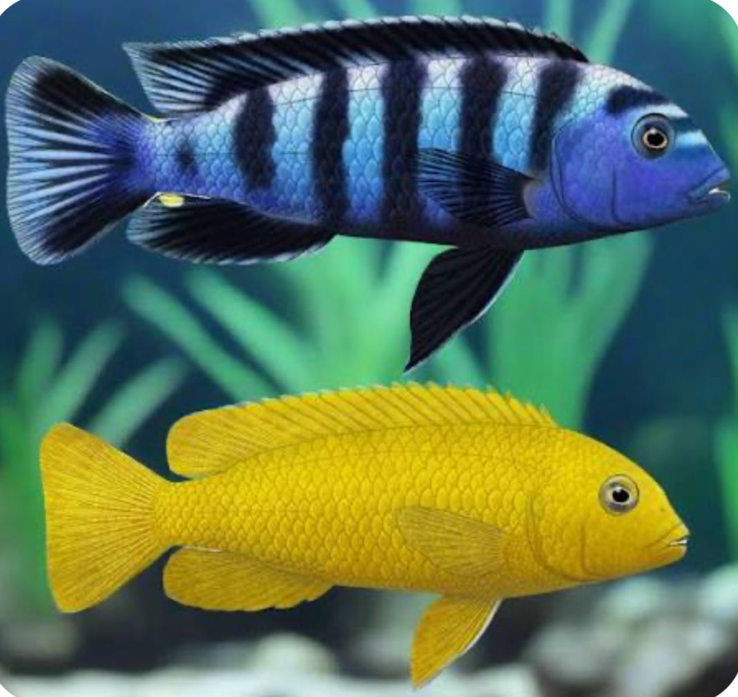 Chindongo saulosi Mbuna German Blood (Juveniles 2"+) by Danaqua Live Fish & More