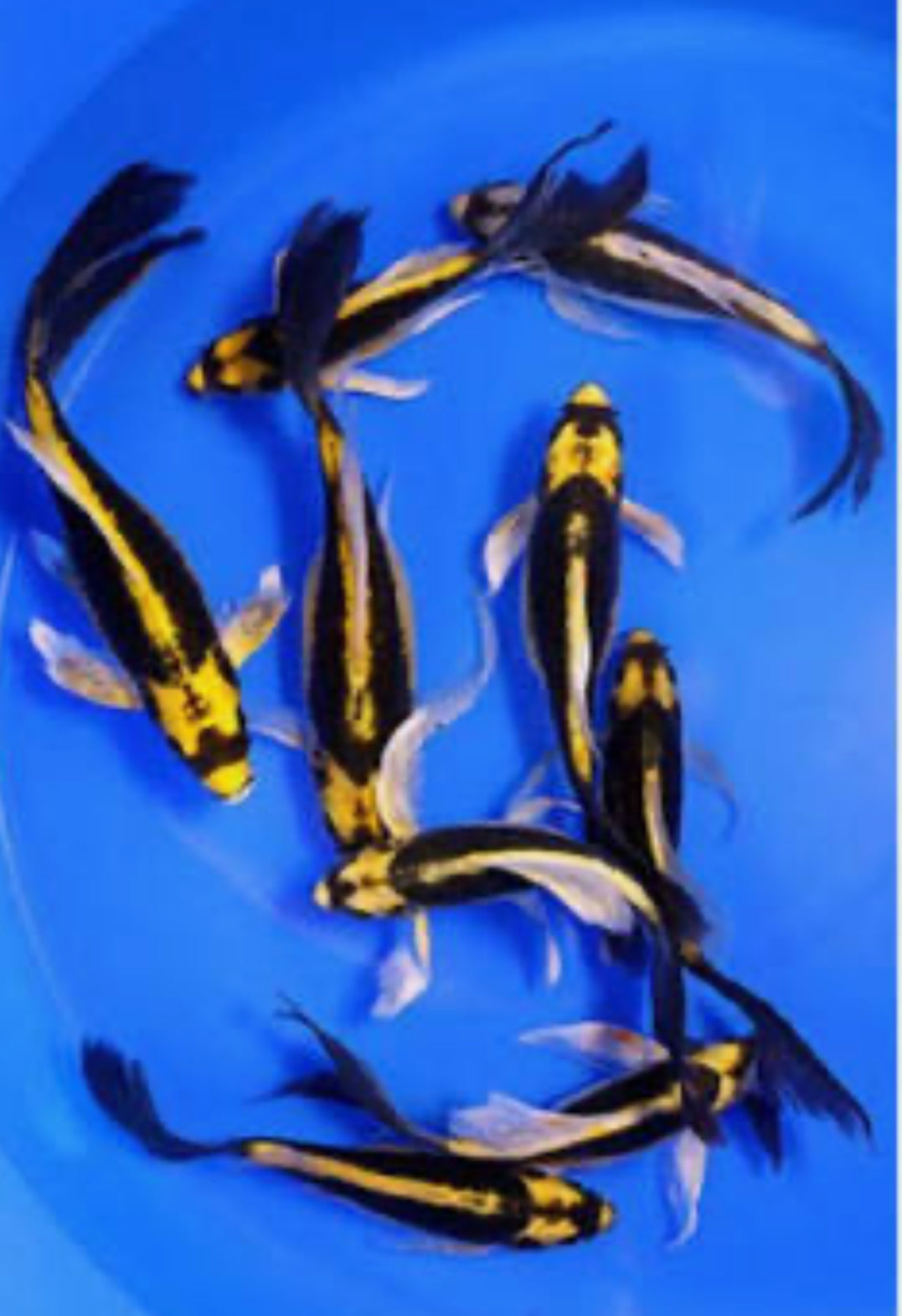 Mayan koi short body 6”-7” by Danaqua Live Fish & More