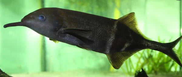 Elephant Nose 3”-4” by Danaqua Live Fish & More