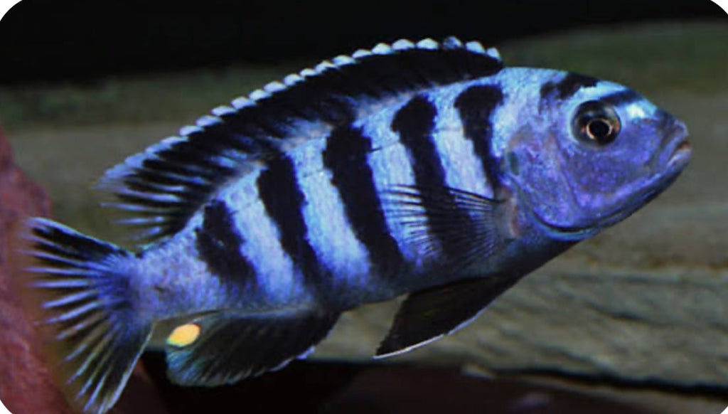 Chindongo saulosi Mbuna German Blood (Juveniles 2"+) by Danaqua Live Fish & More