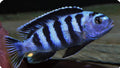 Chindongo saulosi Mbuna German Blood (Juveniles 2"+) by Danaqua Live Fish & More