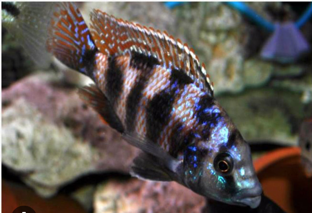 Placidochromis milomo VC-10 2" by Danaqua Live Fish & More
