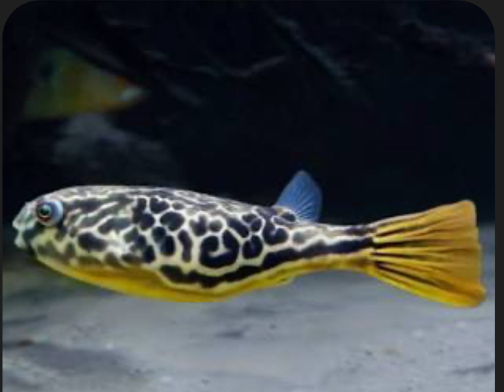 Mbu Puffer Fish (Tetraodon Mbu) by Danaqua Live Fish & More