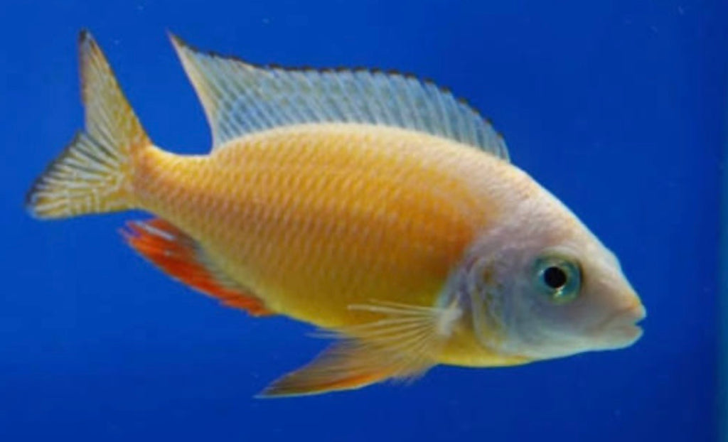 Taiwan Reef Cichlid (Protomelas sp. "Steveni Taiwan") by Danaqua Live Fish & More