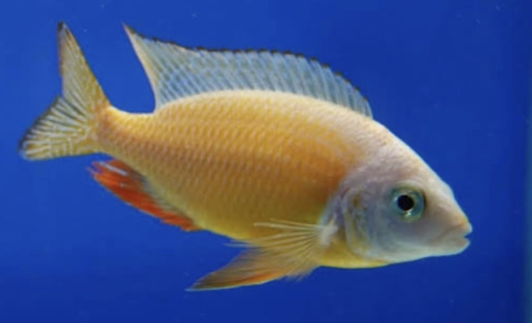 Taiwan Reef Cichlid (Protomelas sp. "Steveni Taiwan") by Danaqua Live Fish & More