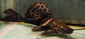Sailfin Marble Achara Catfish (Leiarius Pictus) by Danaqua Live Fish & More