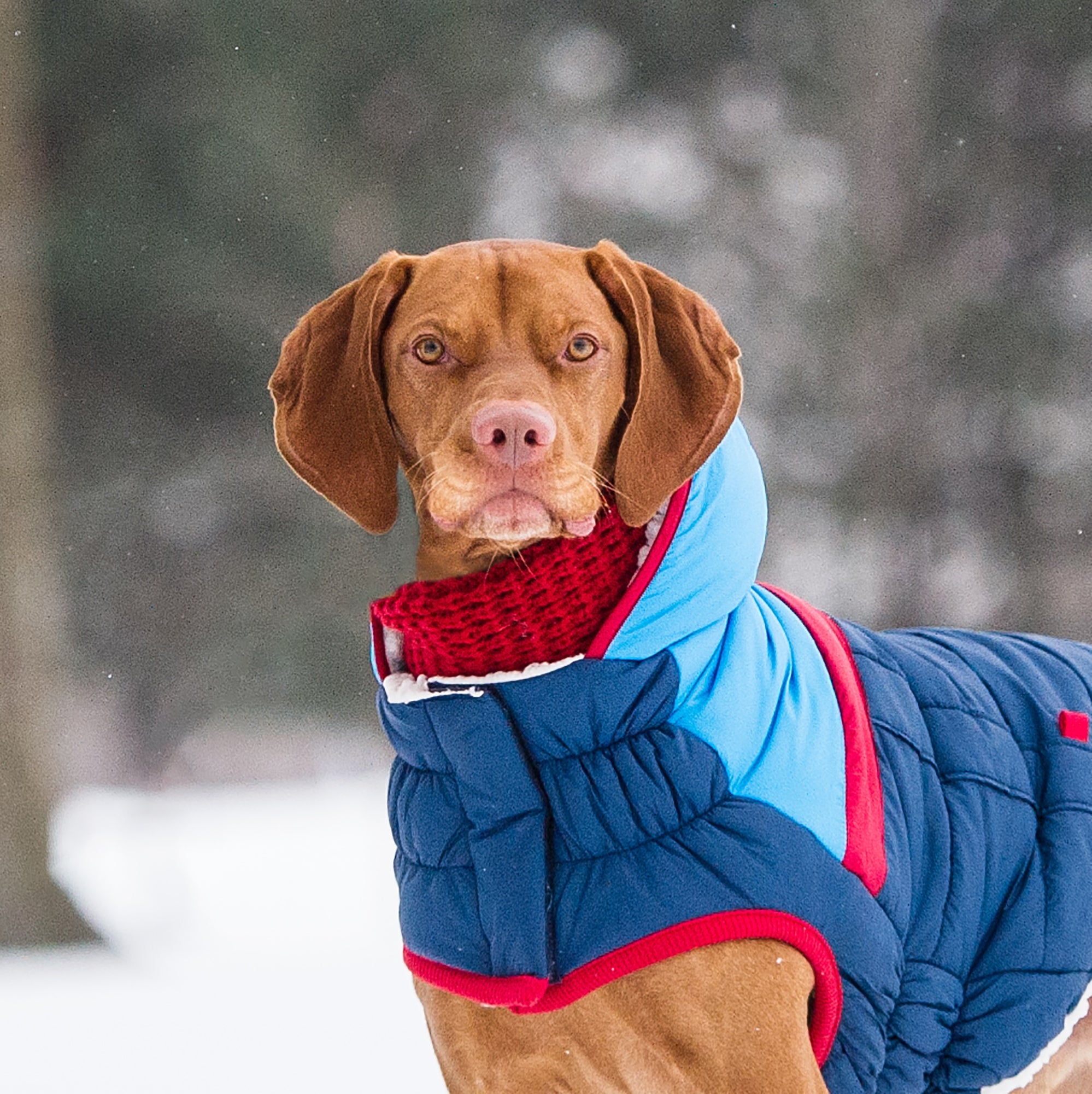 Chalet Tube Scarf - Red by GF Pet.us