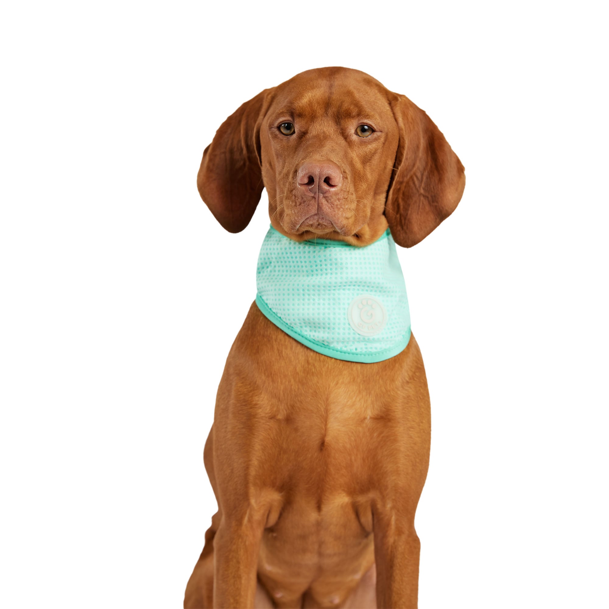 ICE BAND - Dog Cooling Bandana - Aqua by GF Pet.us