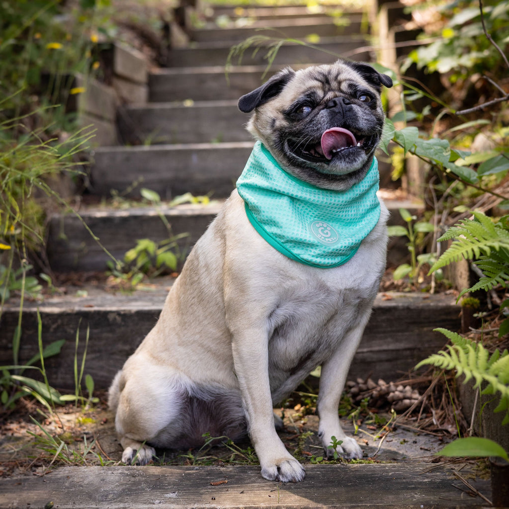 ICE BAND - Dog Cooling Bandana - Aqua by GF Pet.us