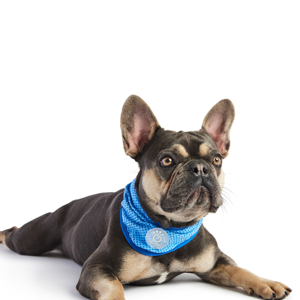 ICE BAND - Dog Cooling Bandana - Blue by GF Pet.us