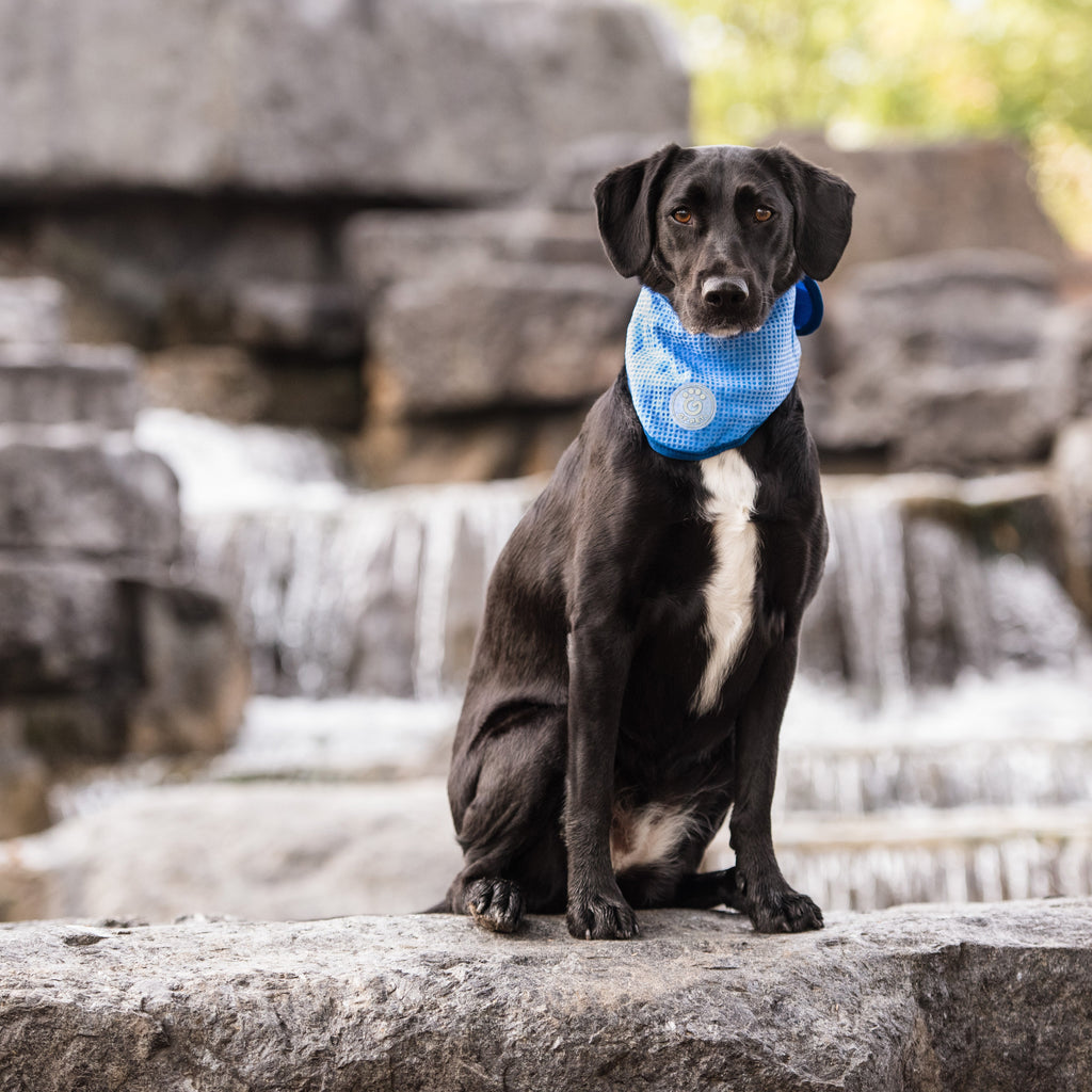 ICE BAND - Dog Cooling Bandana - Blue by GF Pet.us