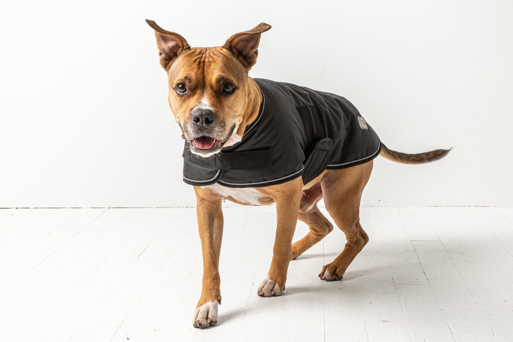 Blanket Jacket - Black by GF Pet.us