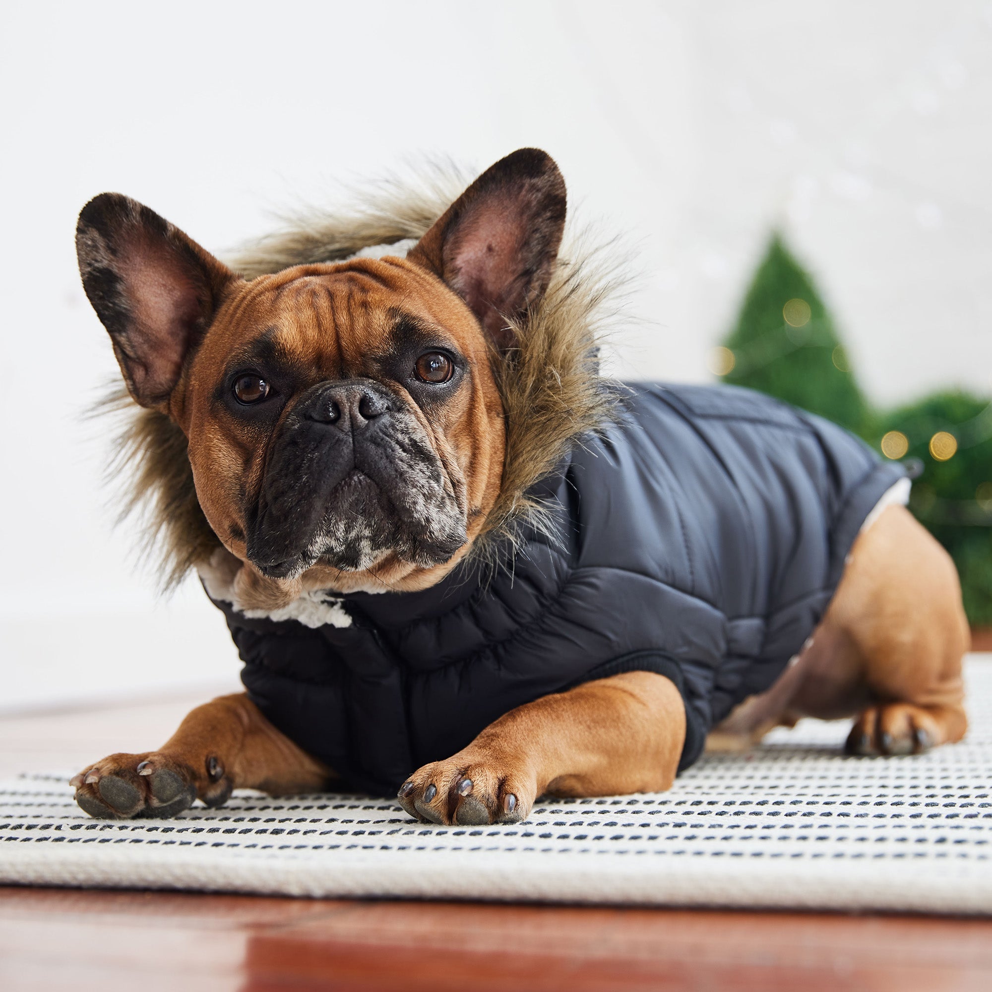 Urban Parka - Black by GF Pet.us