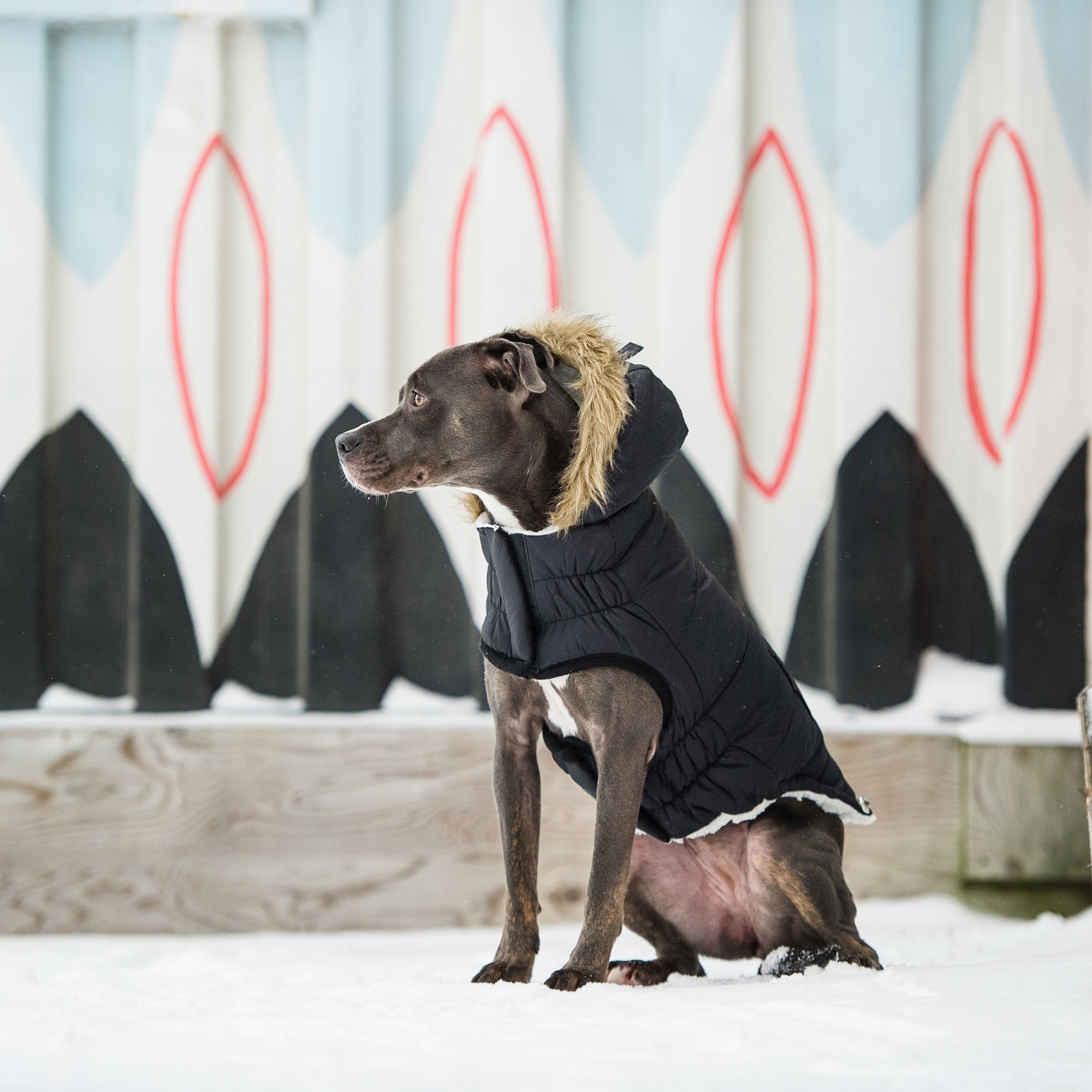 Urban Parka - Black by GF Pet.us